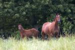 Pin Oak  and 2013 Savabeel colt at Dormello Stud - photo by Sherry Roberts Photography